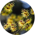 Witch Hazel